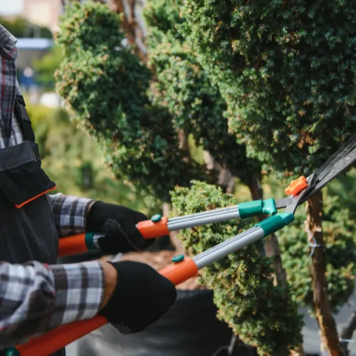 Winston-Salem Tree Trimming