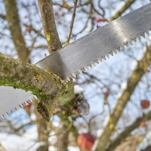 Winston-Salem Selective Pruning