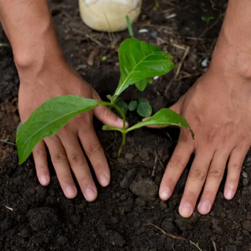 Winston-Salem Tree Planting