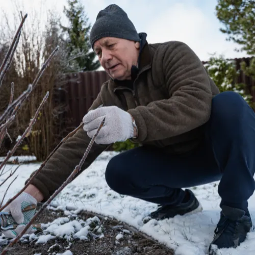 Winston-Salem Shrub Trimming & Planting