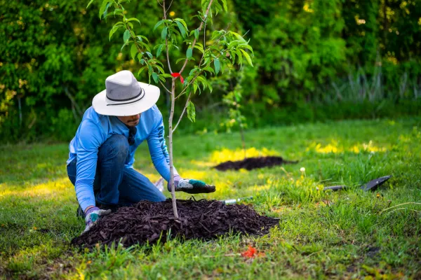 Benefits of Mulching Your Landscape: Why Every Waco Home Needs It