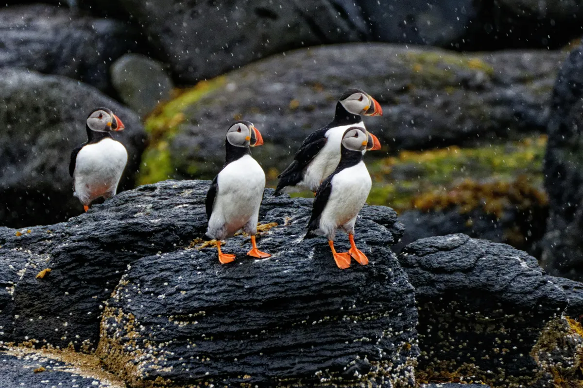 Vigur Island for puffins