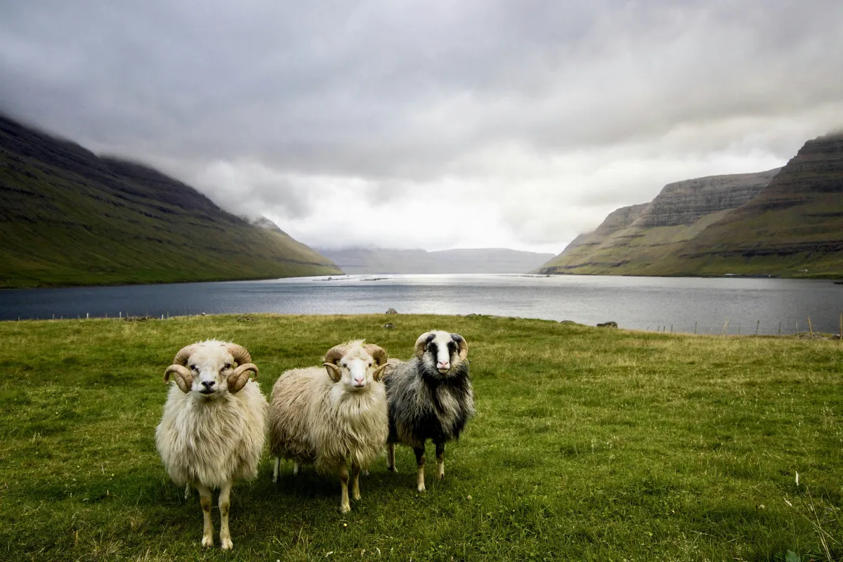 Runavík, Faroe Islands sheep
