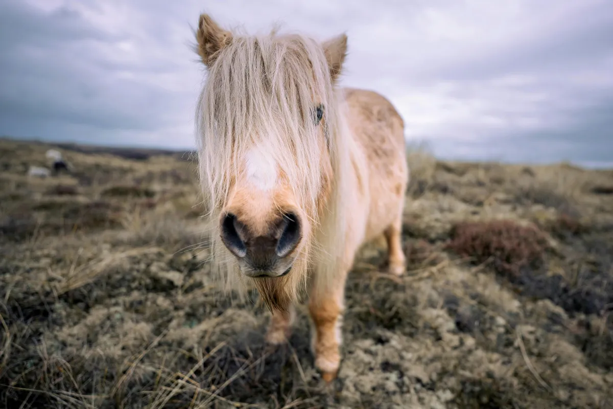 Lerwick, Shetland Islands, Scotland pony