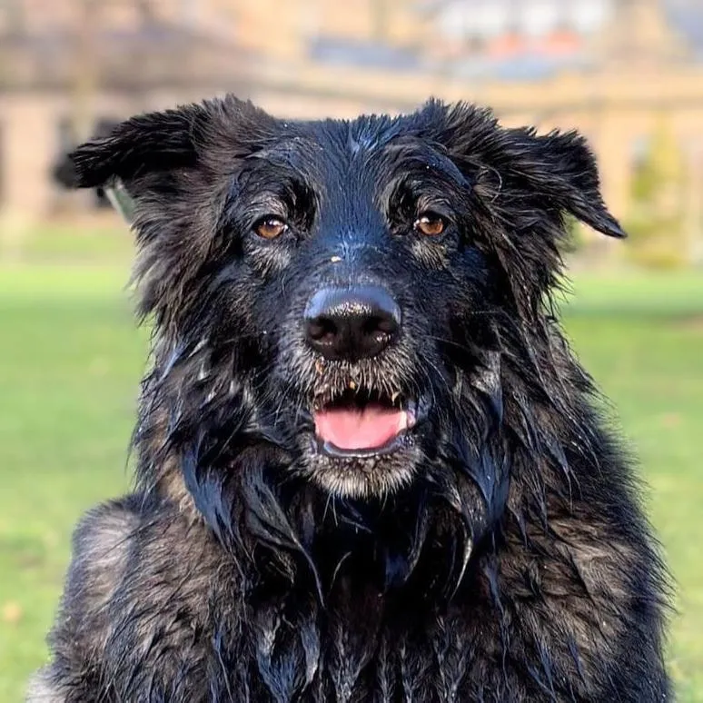 Black Rescue Dog Laying Calmly in a Public Park after training