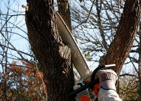 Small Tree Care Removal