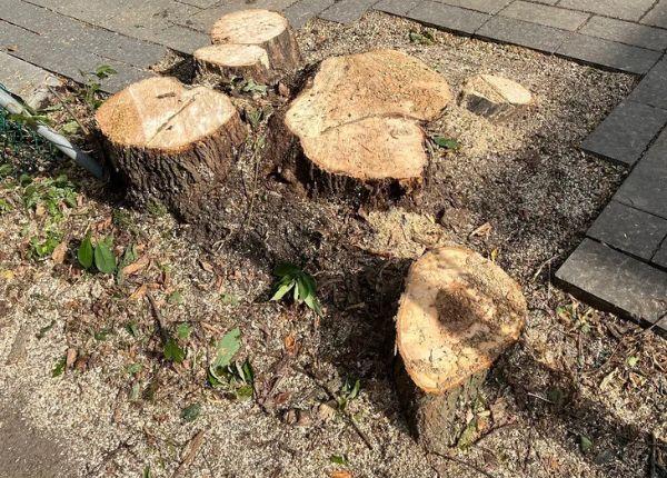 Stump Removal for Interlock or Landscaping