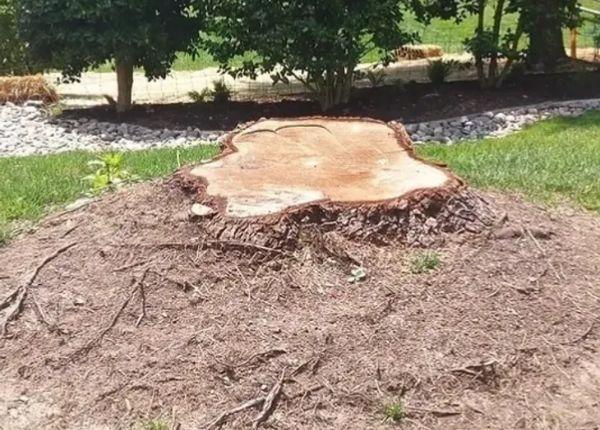 Stump Removal with Grading and levelling Service