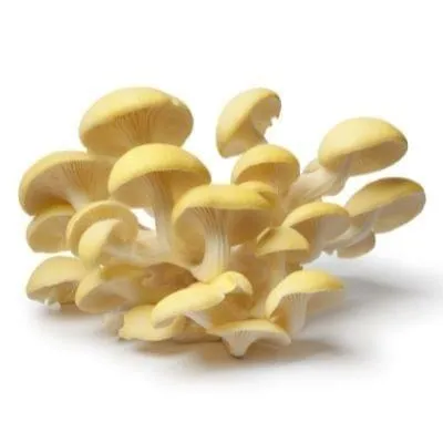 Oyster