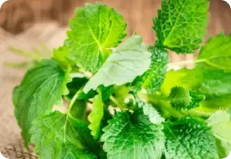 Sleep Slimmer Complex Lemon Balm Extract