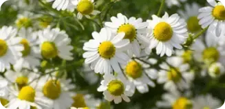 Sleep Slimmer Complex Chamomile