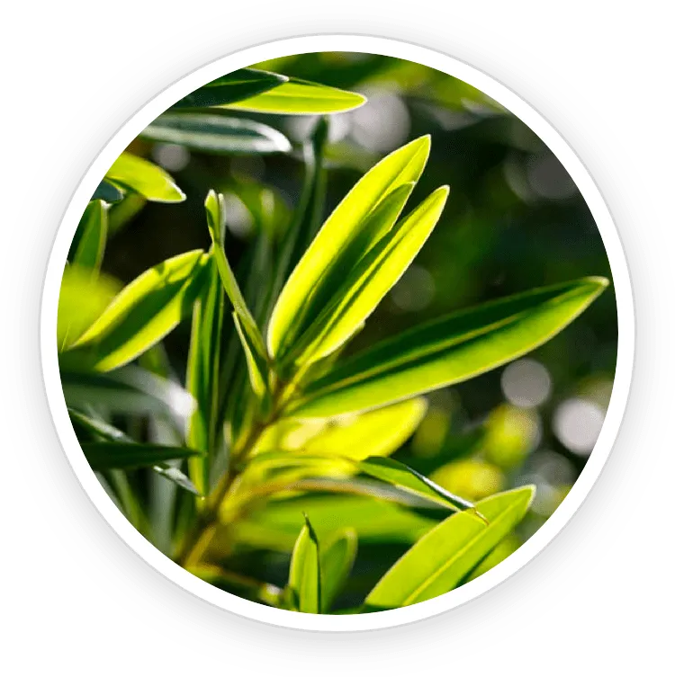 Sonofit Tea Tree Oil
