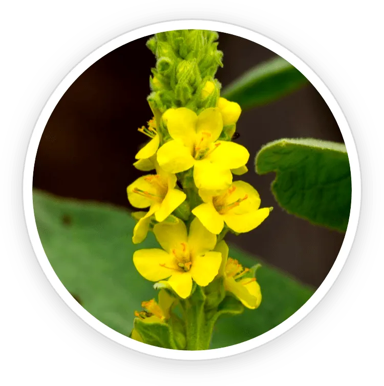 Sonofit Mullein