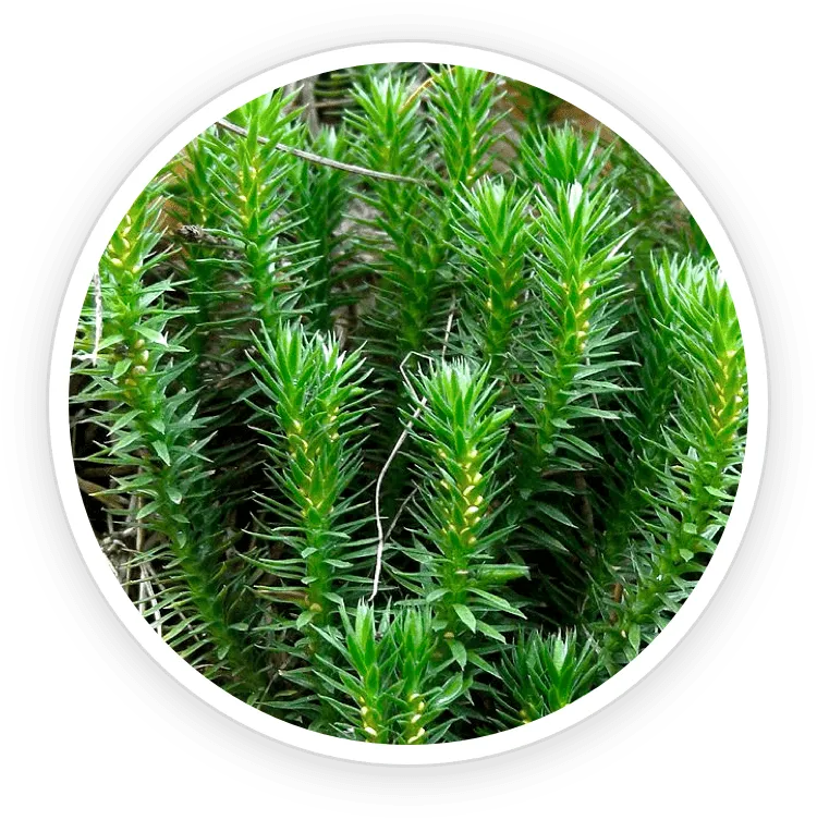 Huperzine A
