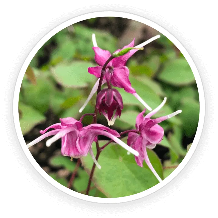 quietum plus Epimedium & Tribulus Terrestris