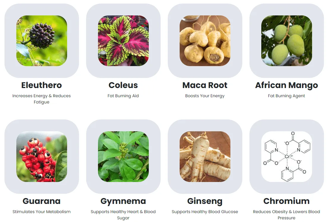 Sugar Defender Supplement Ingredients