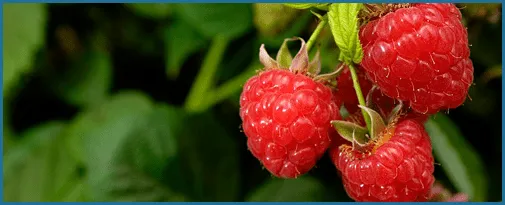 Raspberry Ketones
