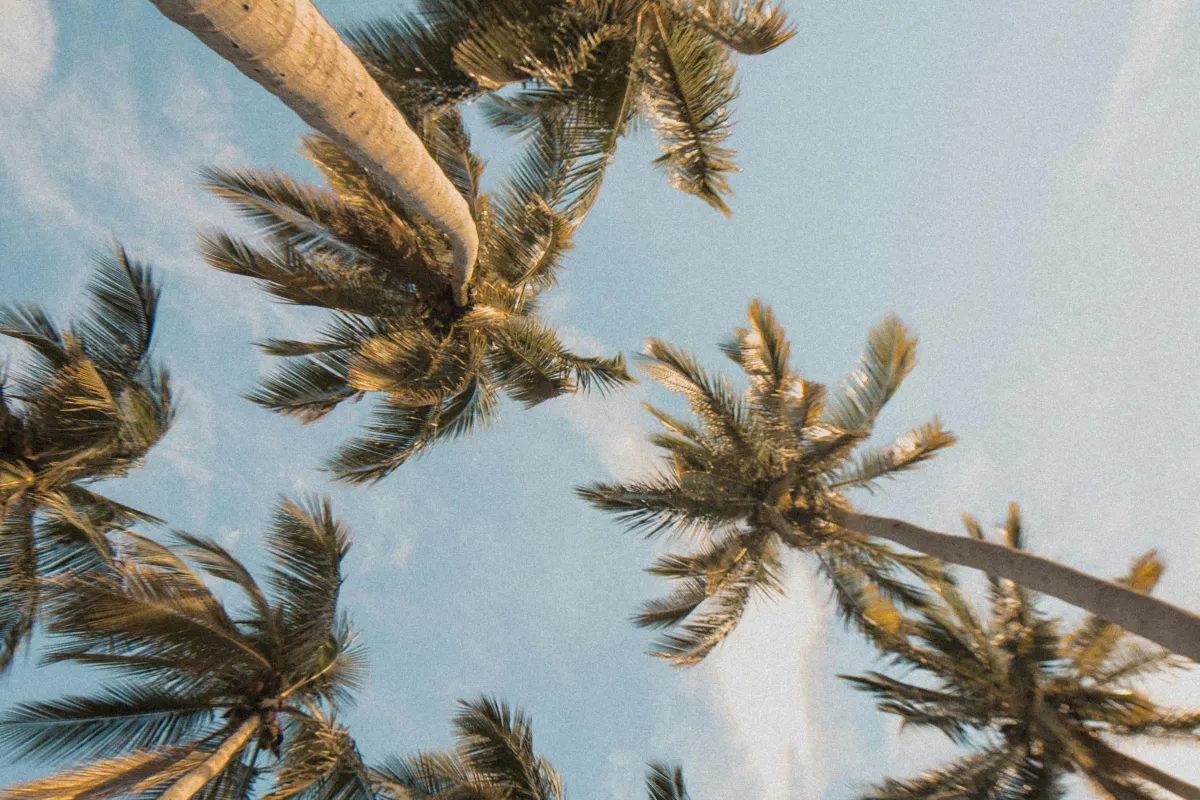 Online Coaching Microphone