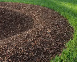 Garden and Tree Planting in Toronto