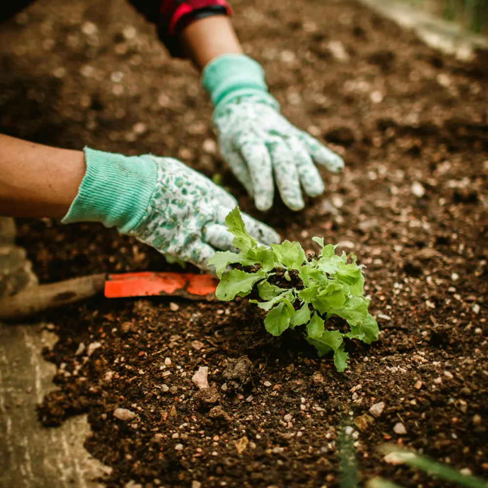 Etobicoke Garden and Tree Planting