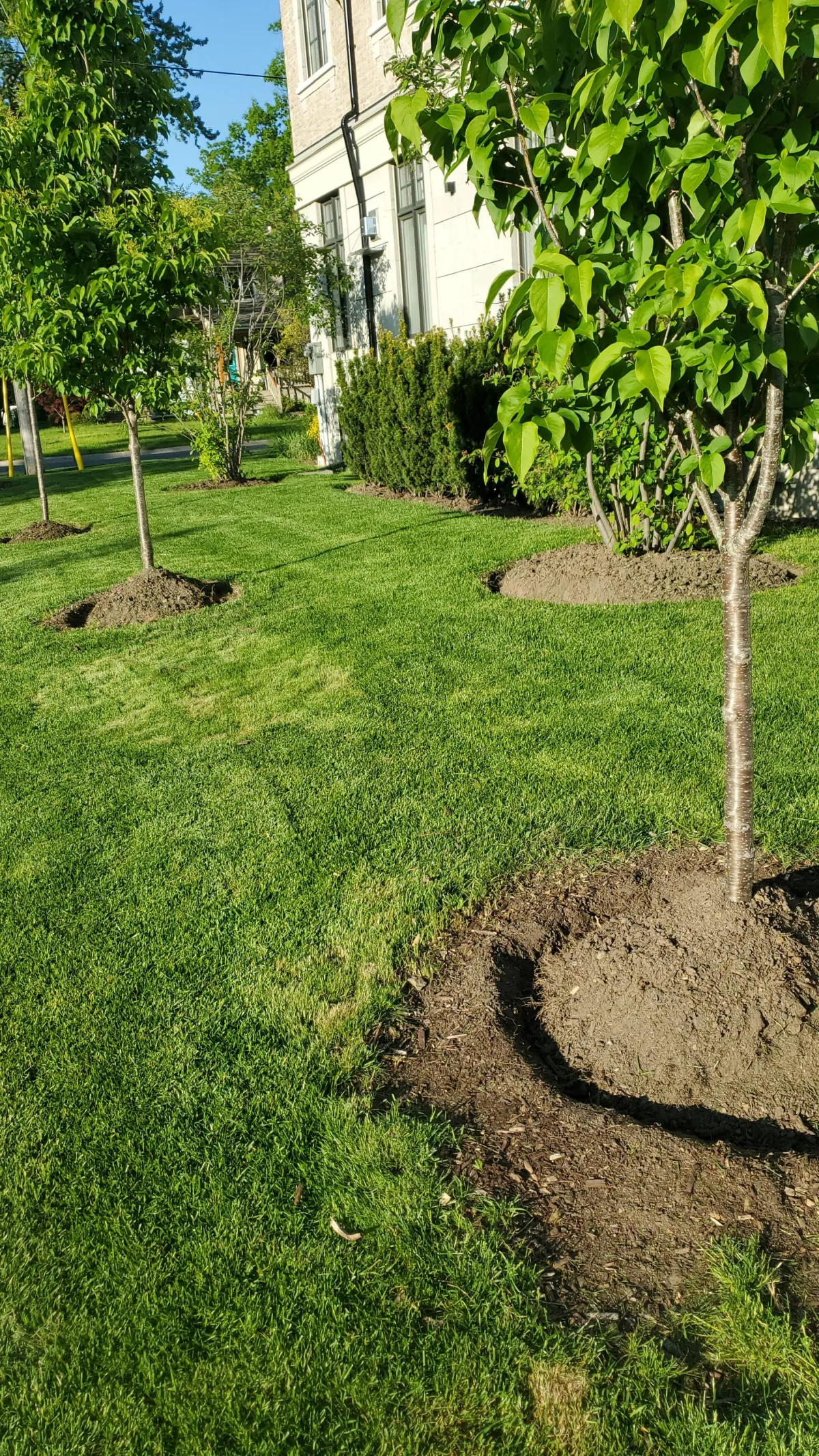 Burlington Overseeding