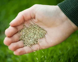 Mississauga Overseeding
