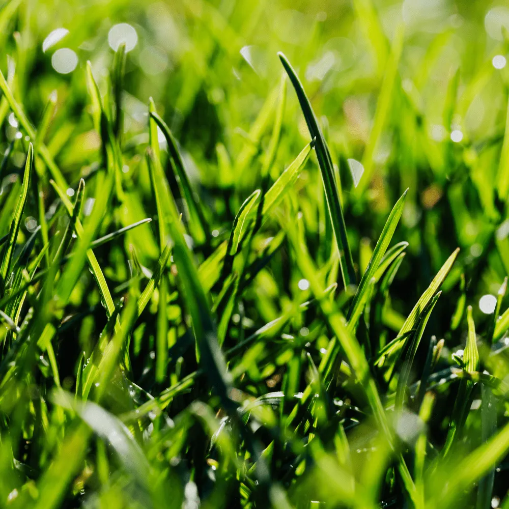 Toronto Lawn Liming