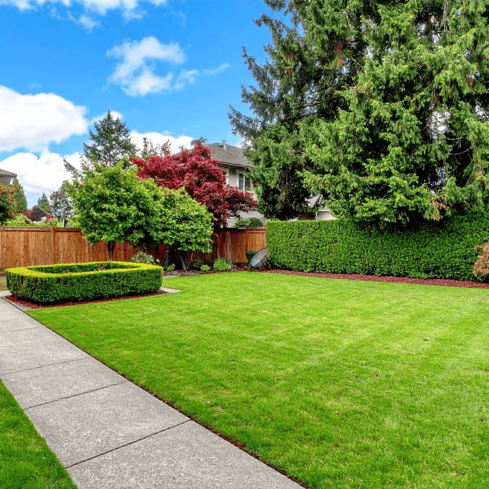 Etobicoke Lawn Dethatching