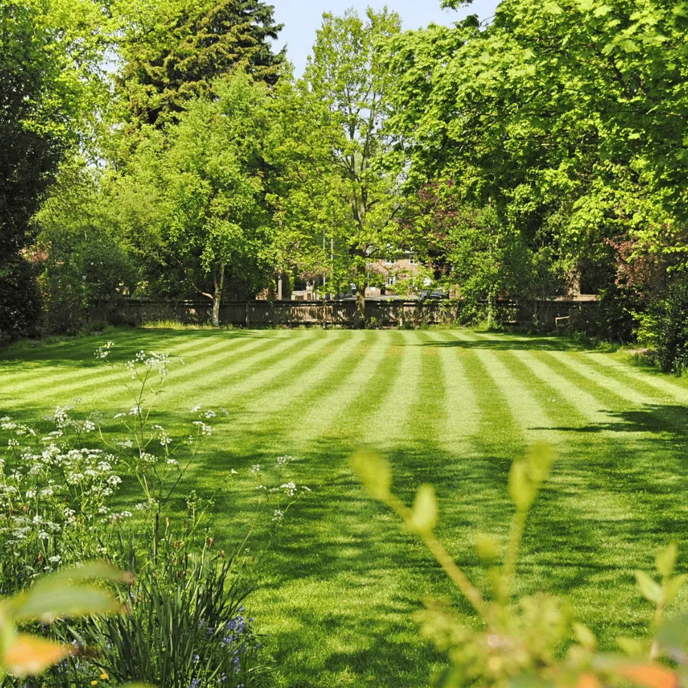 Etobicoke Overseeding