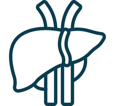 Liver function