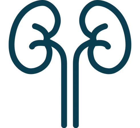 Kidney function