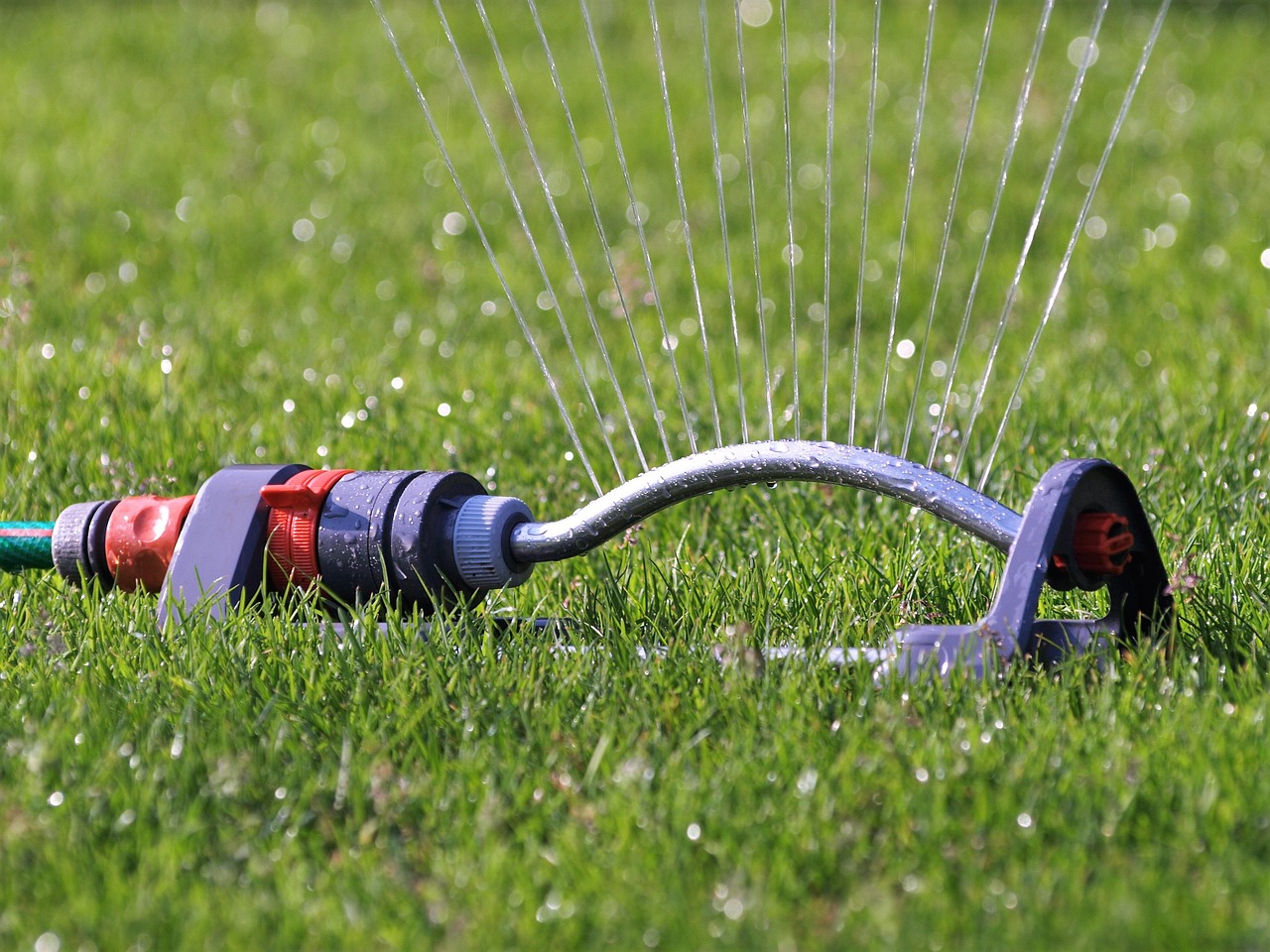 grass sprinkler shooting water on a lawn