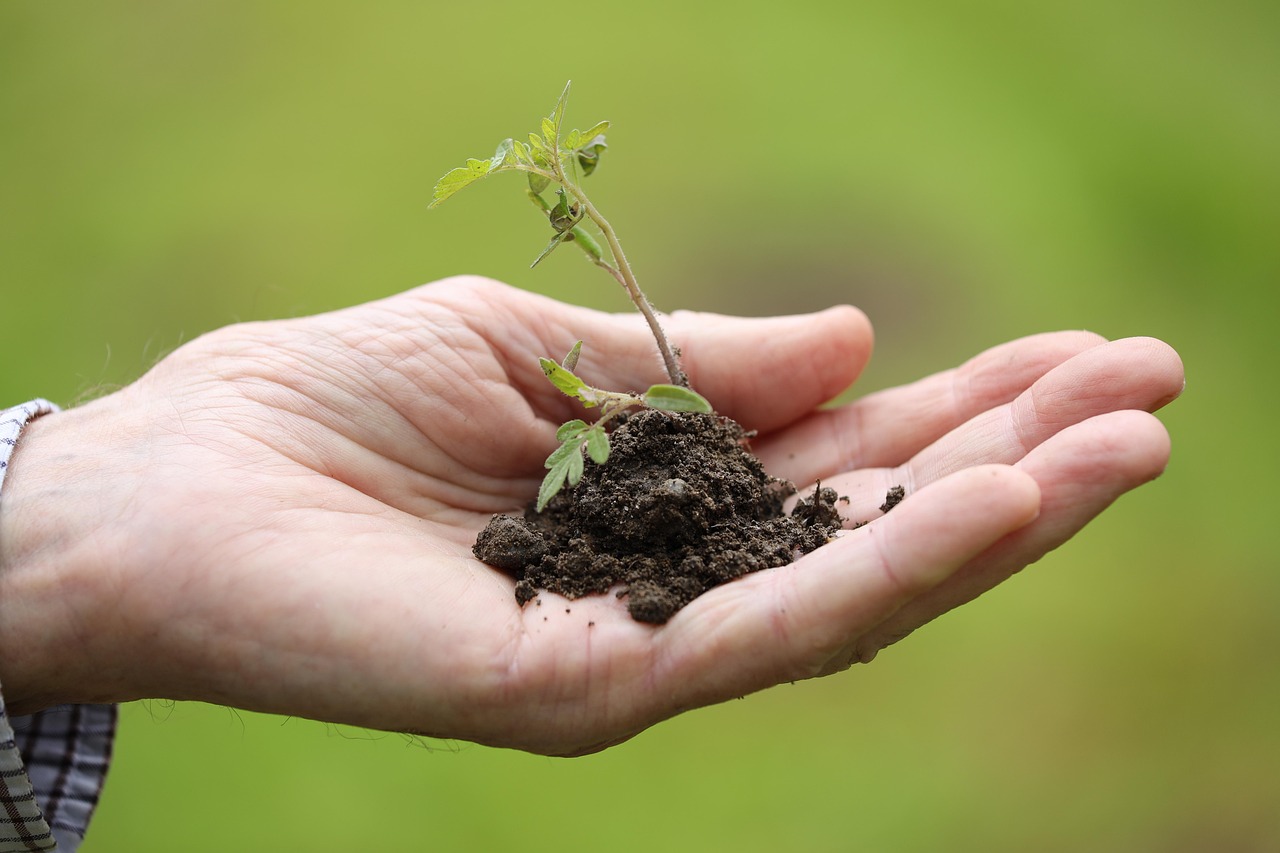 hand holding soil with plant with leaves