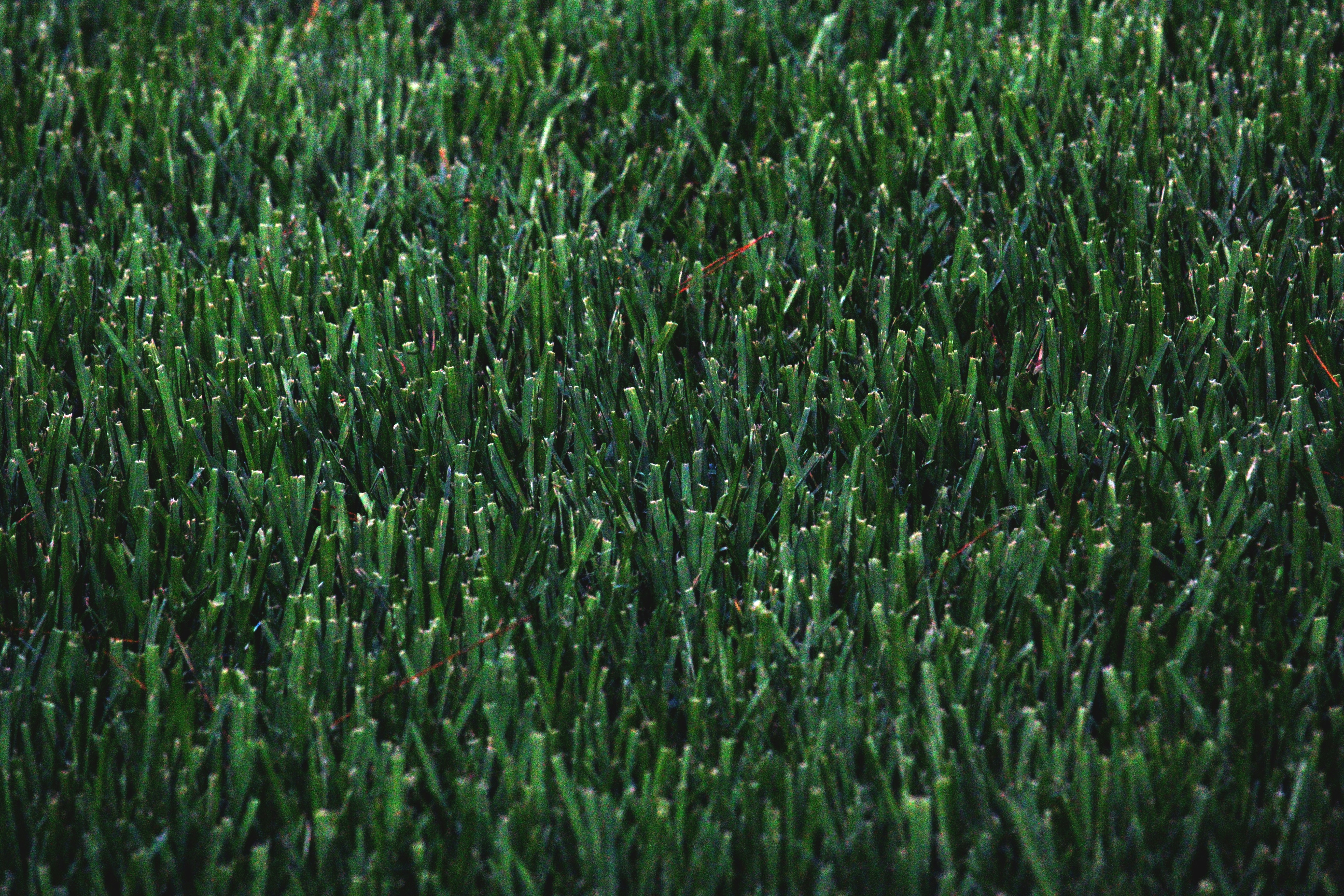 dark green grass