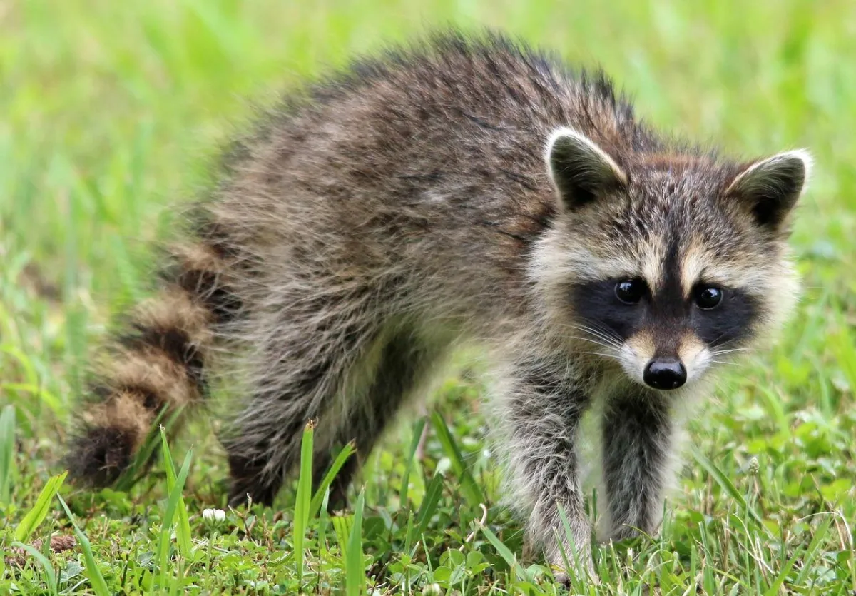 Baby raccoon, Bandit, timidly walking on tender blades of grass with back arched fearfully