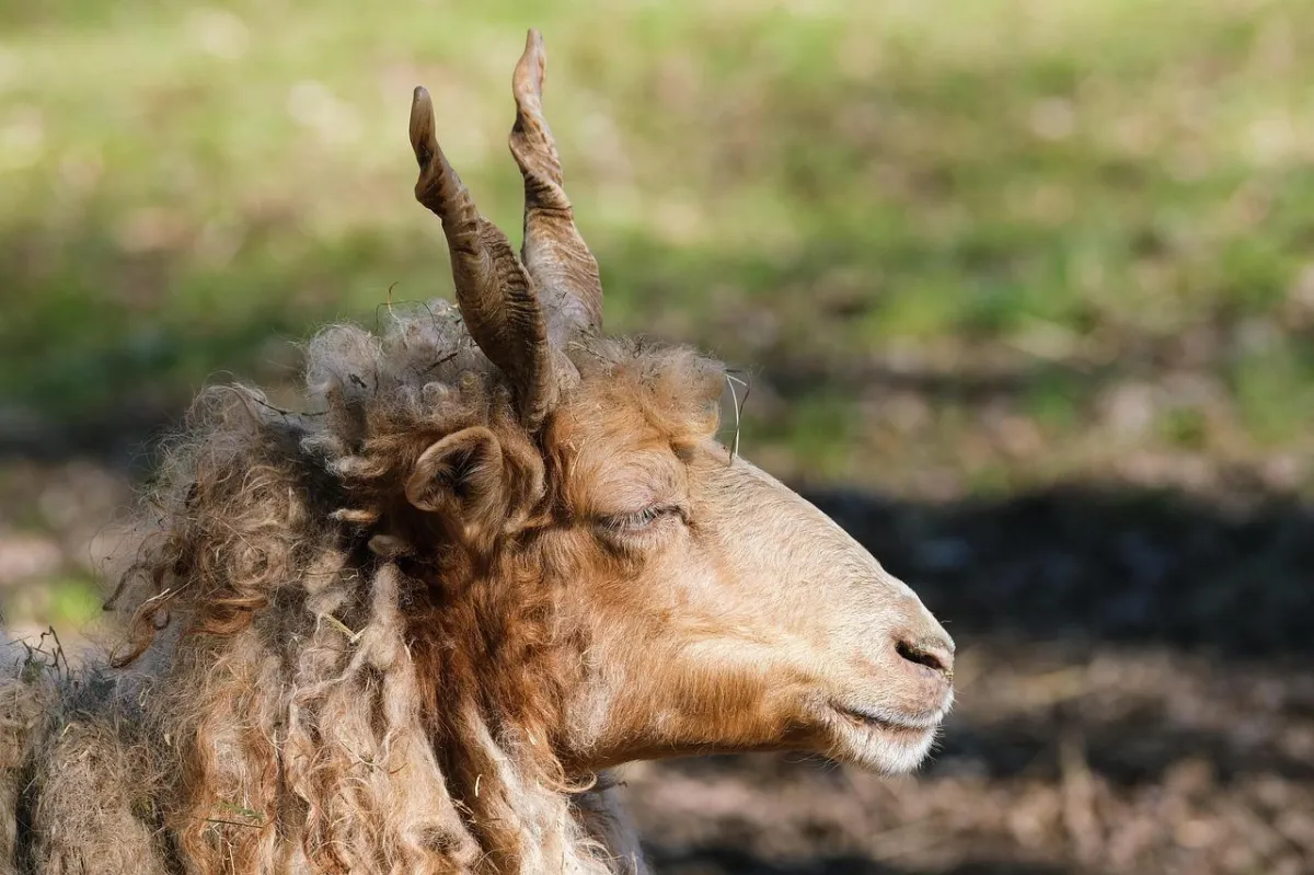 Headshot of Krios, the ram, relaxing in the shade of the pasture with woolen coat long and curly regally and eyes barely open as he appears to doze