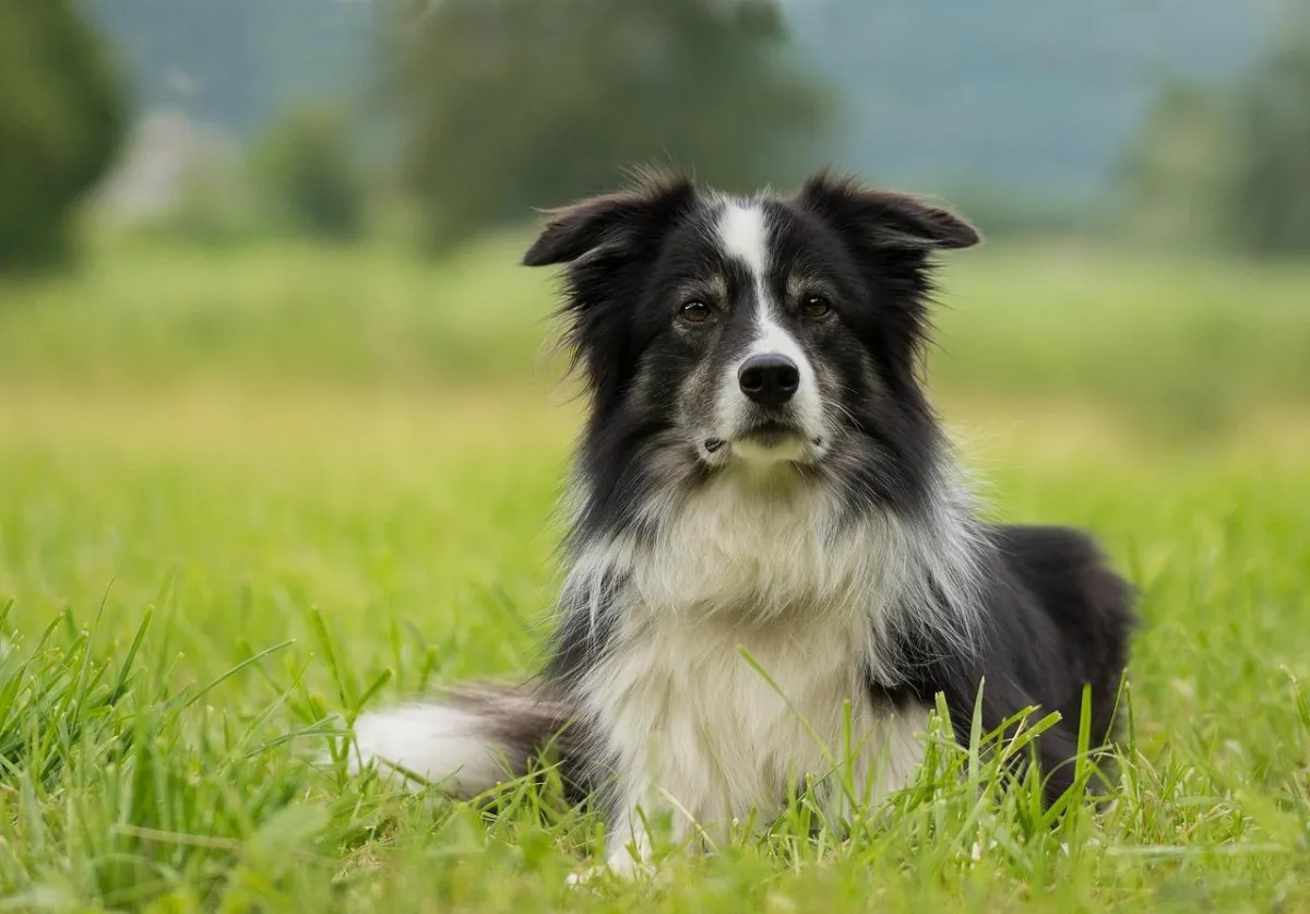 Elke -- shaggy border-collie-like dog with white underbelly and muzzle with black face, ears, and body other than a white-tipped tail lying in overgrowing grass on alert