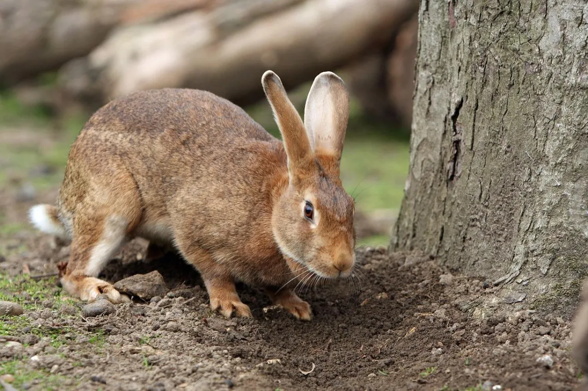 Glossy-coated and strong brown rabbit, Captain Buppy, crouches at the base of a tree with eyes and ears alert and listening