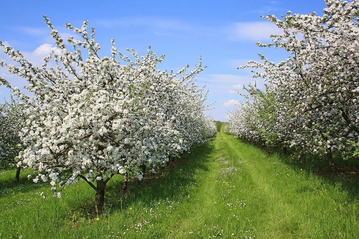 Elydia's orchards with endless rows of blooming white trees