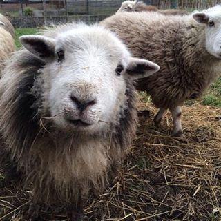 Arnion the sheep gazing softly at the camera in her wooly loveliness with hay scattered underfoot for Arnion and other sheep crowding about in the frame of the photo