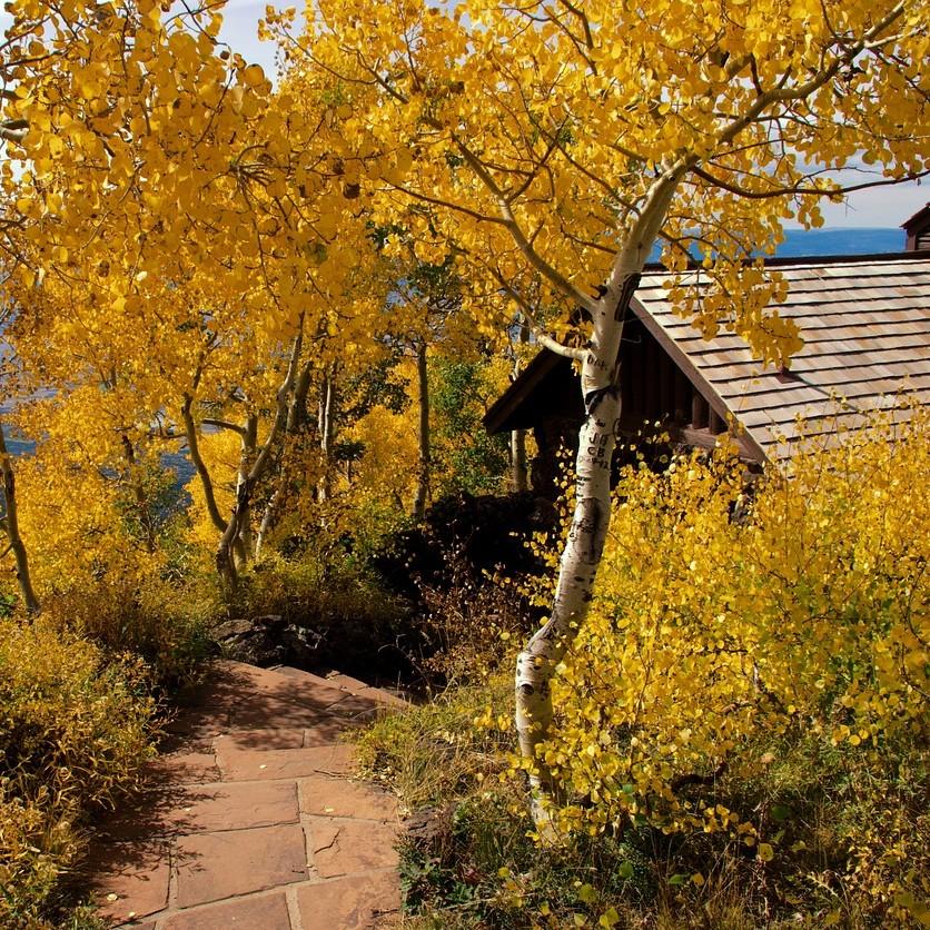 Asa's Cabin hidden under the boughs of golden-leafed aspen. A shingled roof and moden wooden cabin peek out at the edge of a red stone path
