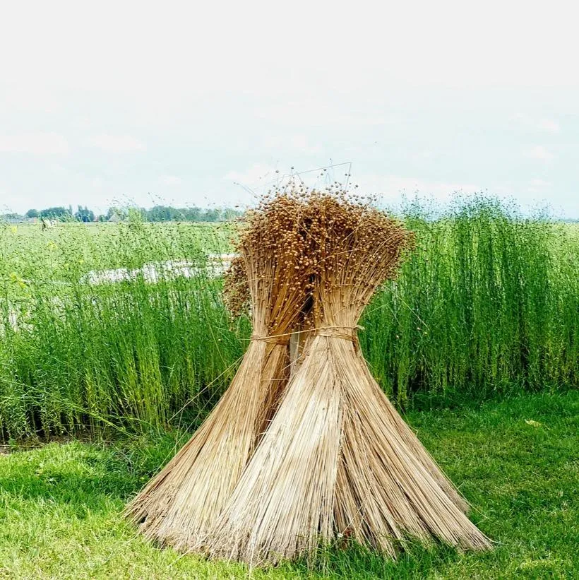 Stook of Linon tied for drying after harvesting stands like a neat tent instead of a bale ready for processing with fresh-standing linon still green in the background