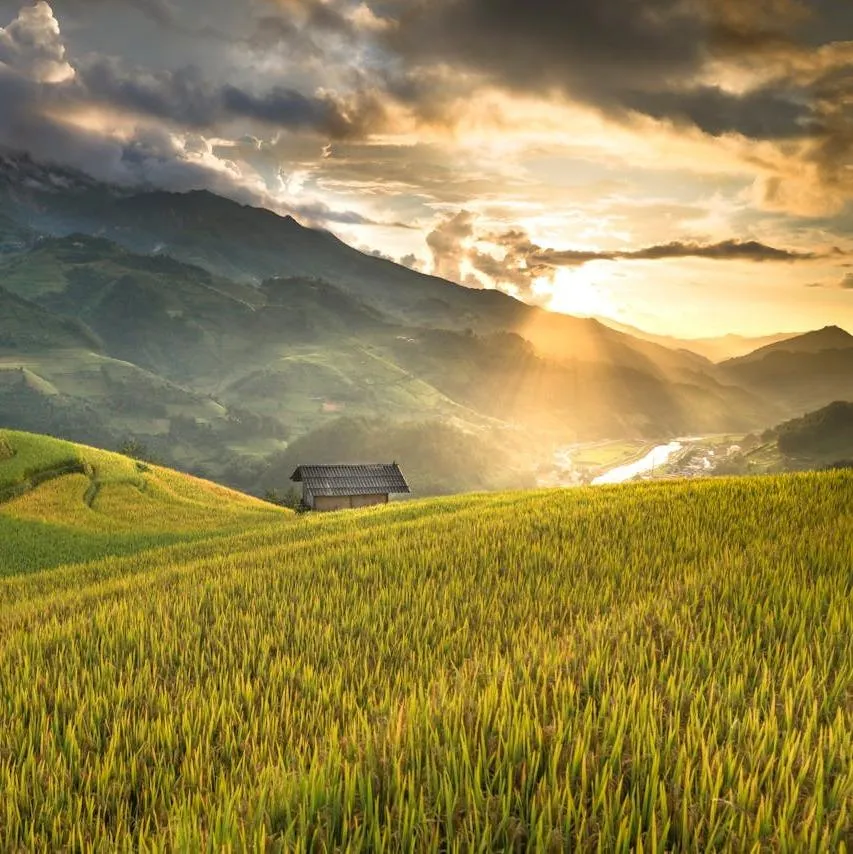 Field of Linon, looking down from the top of a hillside blanketed with thick yellow grasses growing and rolling down the hillside into hills in the distance, sunbeams glance with soft clouds rolling by in the sky