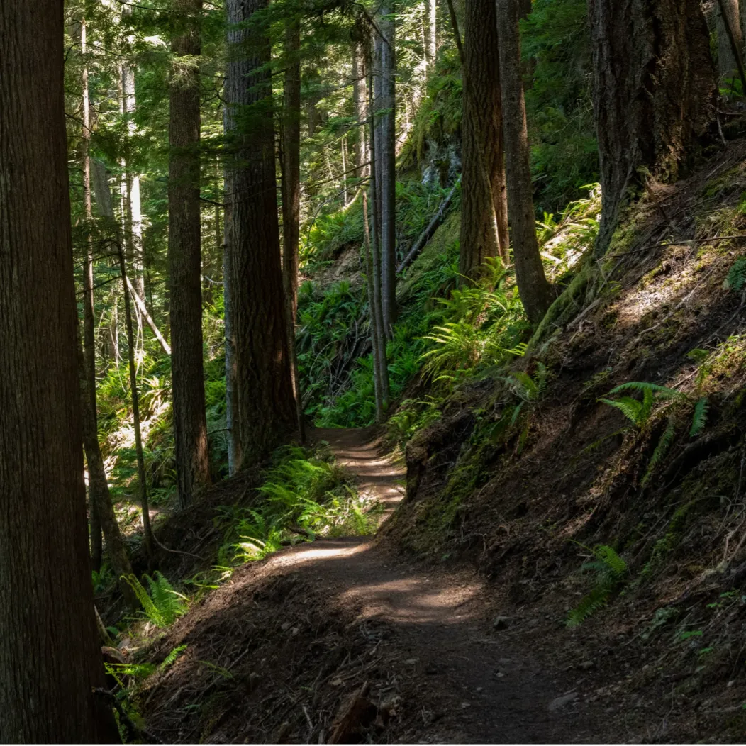 Trail through Melaslukos Mountains stands heavily wooded with shafts of sunlight peering through to create a blanket of greenery on the hillside