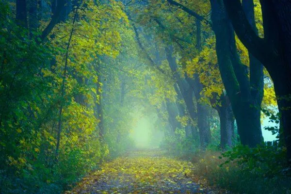 West Shore Trail haunting with fog obscuring the path, golden-leafed trees to either side shedding some of their foliage to coat the shadowy path