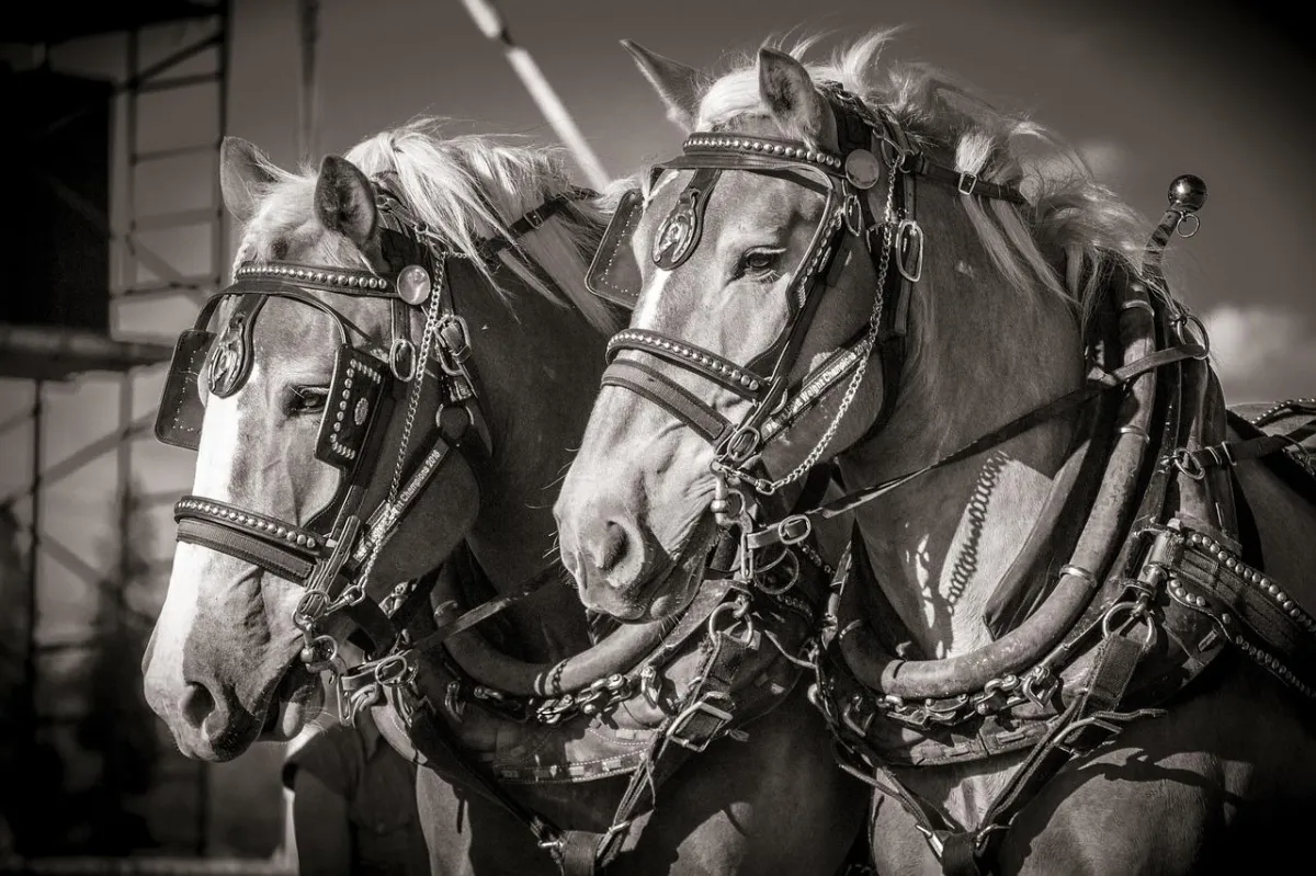 Black-and-white headshot of Jake and Susi the two faithful carthorses of Elydia