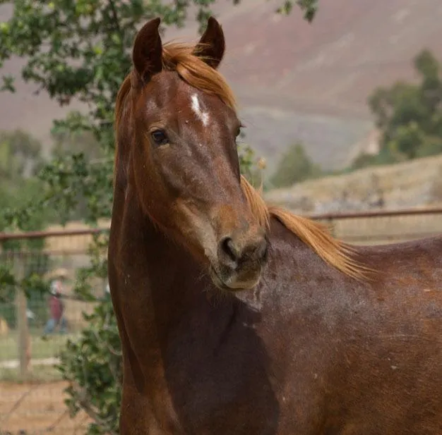 Headshot of horse Jake a beautiful chestnut coat with a white star on his brow