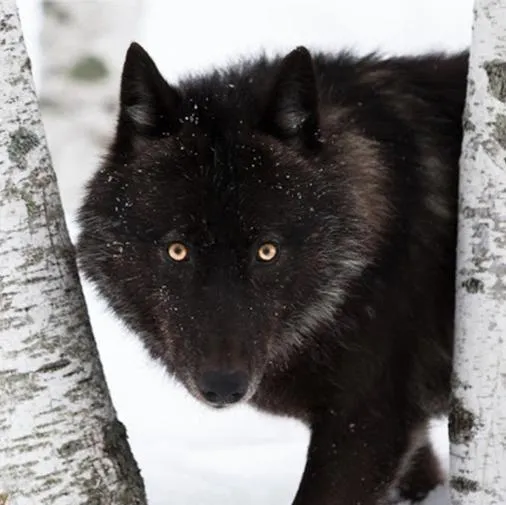 A black wolf with golden eyes, P'Neo, gazes out between the trunks of trees intensely