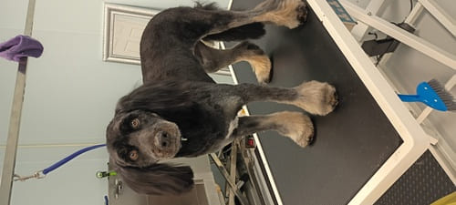 Full Service Cat Grooming Saint Augustine