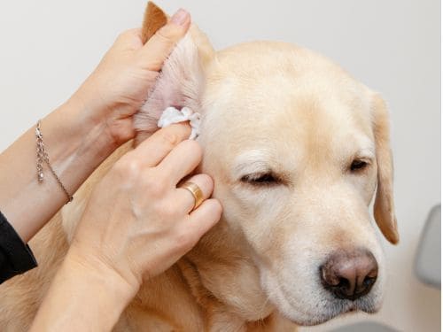 Full Service Cat Grooming Saint Augustine